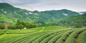 the Himalayan Kingdom