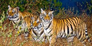 Tiger and Temple Tours