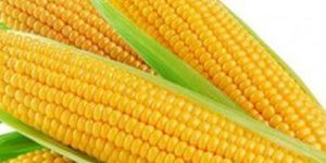 Fresh Corn