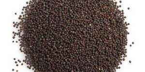 Mustard Seeds