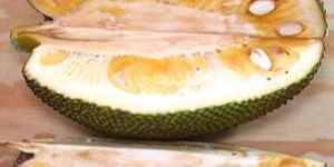 Organic Jackfruit