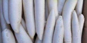 Organic Radish