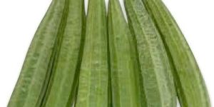 Organic Sponge Gourd