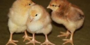 Vanaraja Chicks