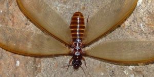 Anti Termite Control Services