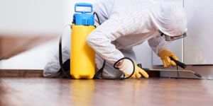 Pest Control Services in Mumbai