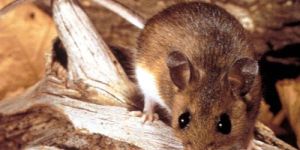 Rodent Control Services