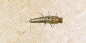 Silver Fish Control Service