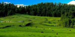 Yusmarg Tour Package