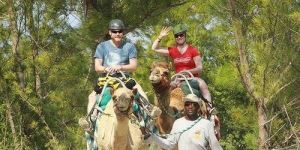 Camel Riding