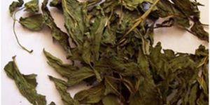 Moringa Oleifera Leaves