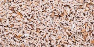 Psyllium Husk
