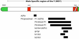Y-Microdeletion Treatment