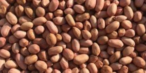Indian Bold Peanuts