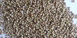 Whole Coriander Seeds