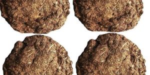 Cow Dung Cake