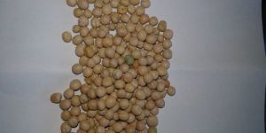 White Pea Beans
