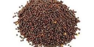 Mustard Seeds