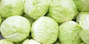Fresh Cabbage