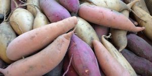 Fresh Sweet Potato