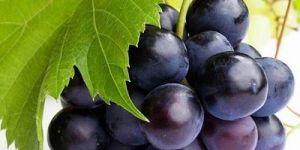 Fresh Black Grapes