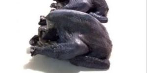 Kadaknath (Black) Chicken