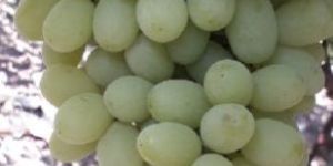 Grapes