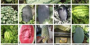 Processed Agro Foods