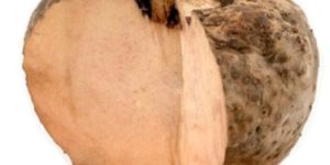 Fresh Elephant Foot Yam