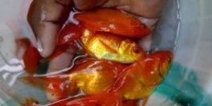 Live Gold Fishes
