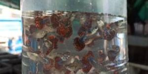 Guppies