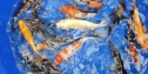 Koi Carp