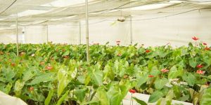 Green House Construction Services