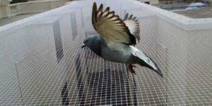 Bird Protection Net Installation Services