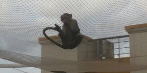 Monkey Safety Net Installation Services