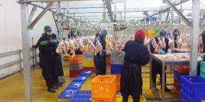 SS Poultry Processing Conveyor