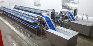 SS Shrimp Beheading Conveyor