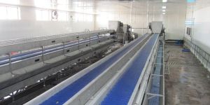 SS Vegetables & Fruits Handling Conveyor