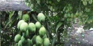 Mango Plant Growth Regulator