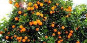 Orange Plant Growth Regulator