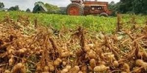 Peanut Plant Growth Regulator