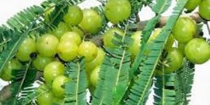 Tissue Culture Amla Plants
