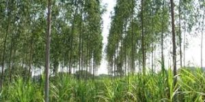 Eucalyptus Clone Plants