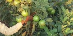 Tissue Culture Guava Plants