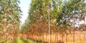 African Mahogany Plants