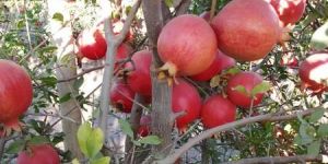 Tissue Culture Pomegranate Plants