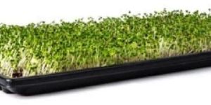 Growing Nursery Tray