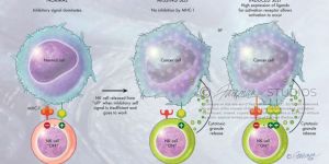 Natural Killer Cell Stem Cell Treatment Services