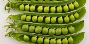 Fresh Peas
