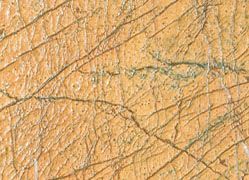 Rainforest Gold Marble Slab